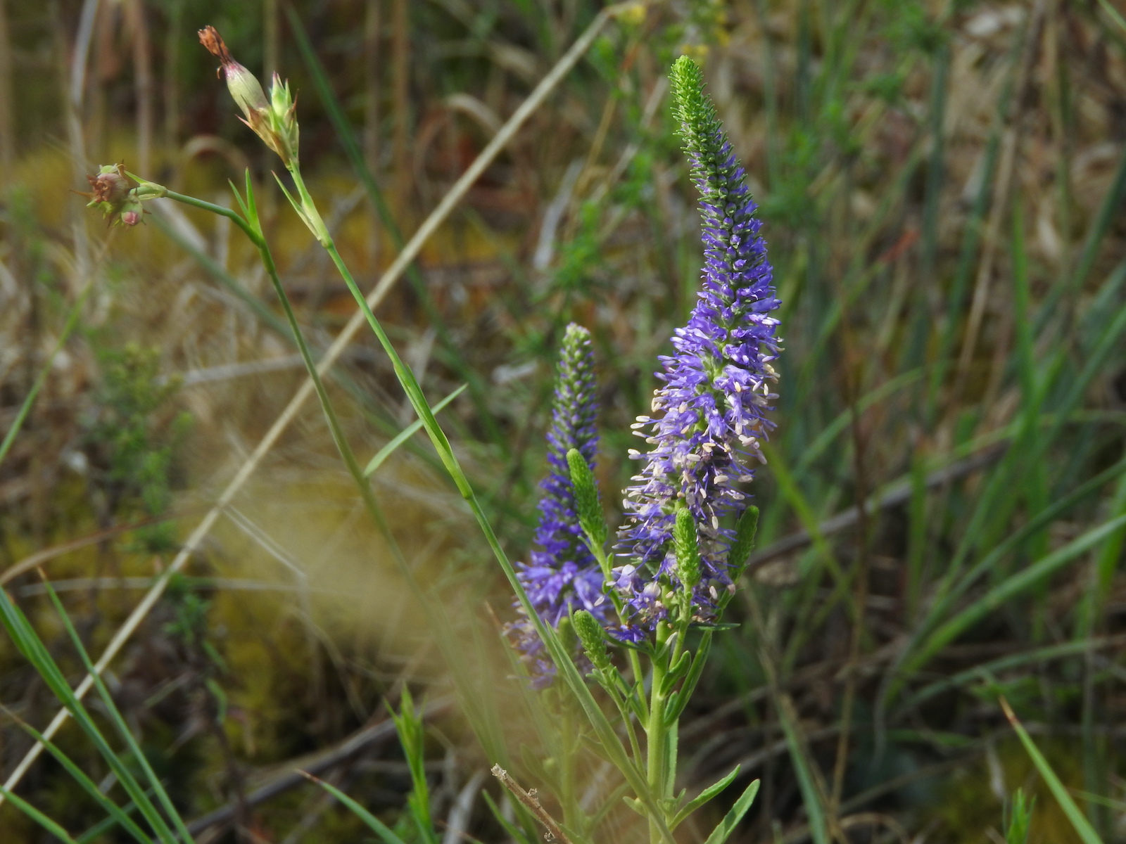 Biodiversität ganz praktisch: Stadtleben statt Artensterben